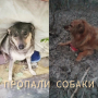 Потерялась Собака (Порода не известна) Потерялась Собака (Порода не известна)
